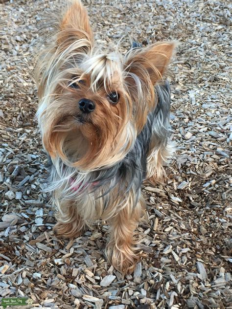 SHE IS A LITTLE CUDDLER. . Female yorkie for sale